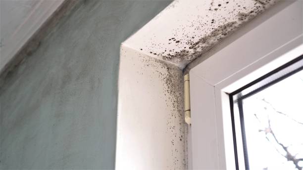 Best Mold Removal for HVAC Installations  in Warrior, AL