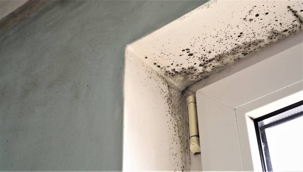 Best Residential Mold Inspection & Testing  in Warrior, AL
