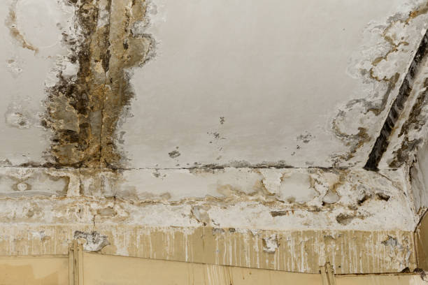 Best Crawl Space Mold Remediation  in Warrior, AL