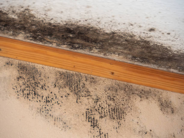 Best Water Damage & Mold Remediation  in Warrior, AL