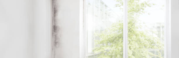 Best Mold Remediation for Healthcare Facilities  in Warrior, AL