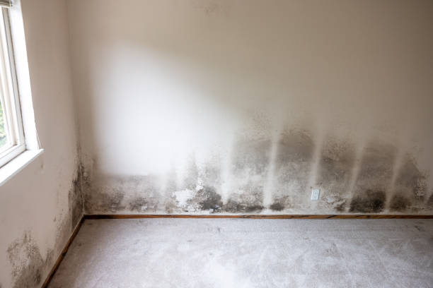 Best Post-Construction Mold Inspection  in Warrior, AL