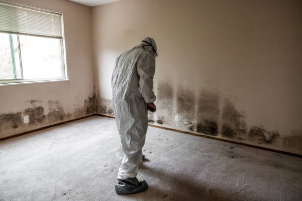 Best Mold Odor Removal Services  in Warrior, AL